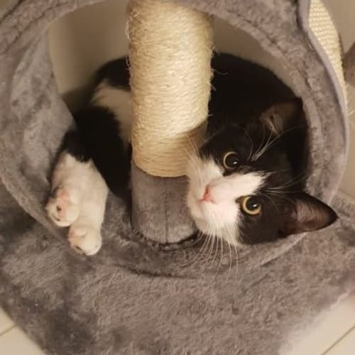 Stella