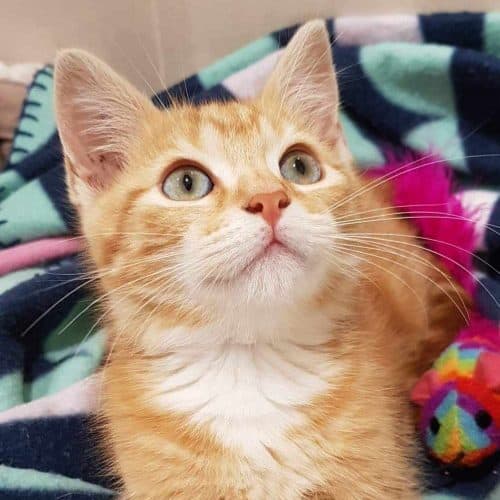 Draco Meowfoy
