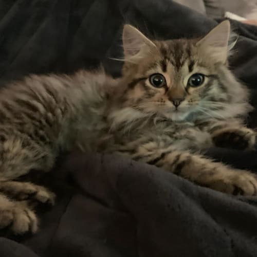 Chewbacca ^^Dandy Cat Rescue^^