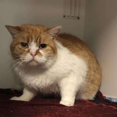 Tom