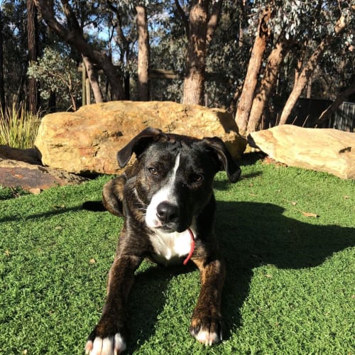 tyson
