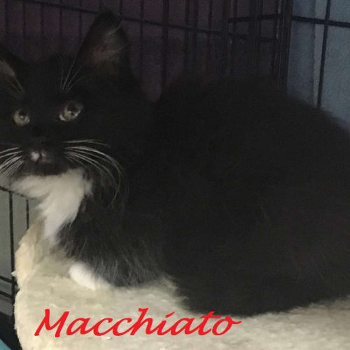 Macchiato