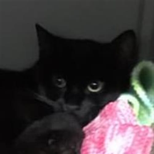 Rosie(now Siouxsie Sioux)