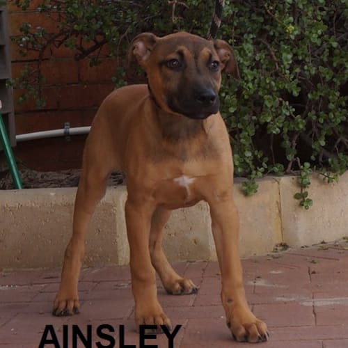 Ainsley