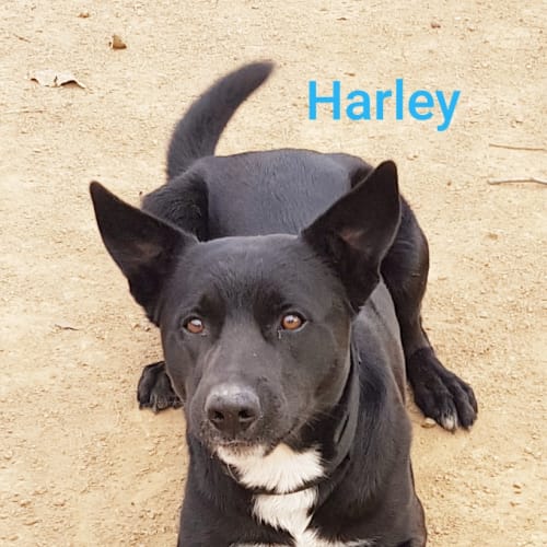 Harley (1212019)