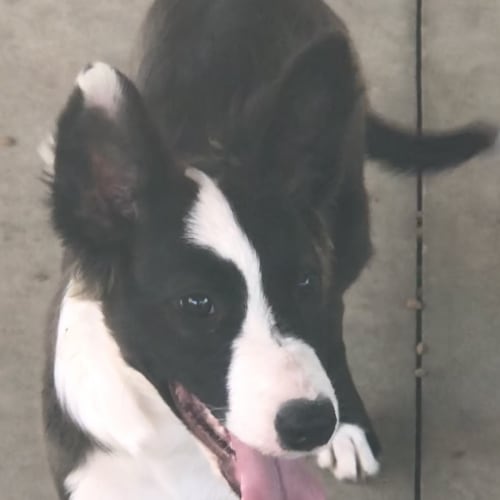 Ziggy