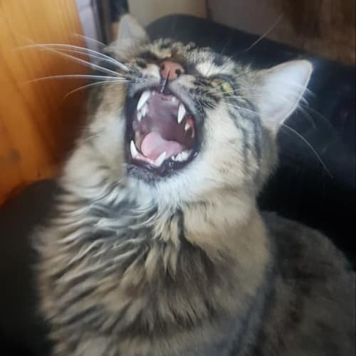 Beau