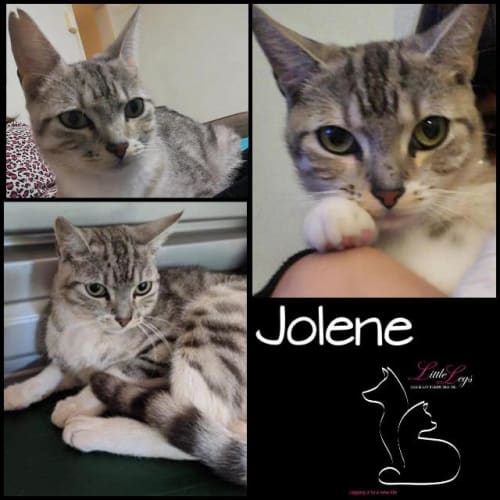 Jolene