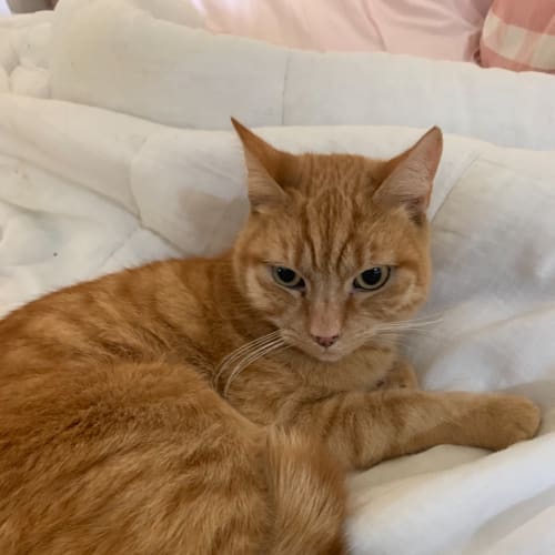 Garfield