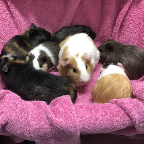 Willow, Babe, Ginger, Wilbur, Ziggy, Herman, Winni