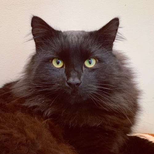 Elvis