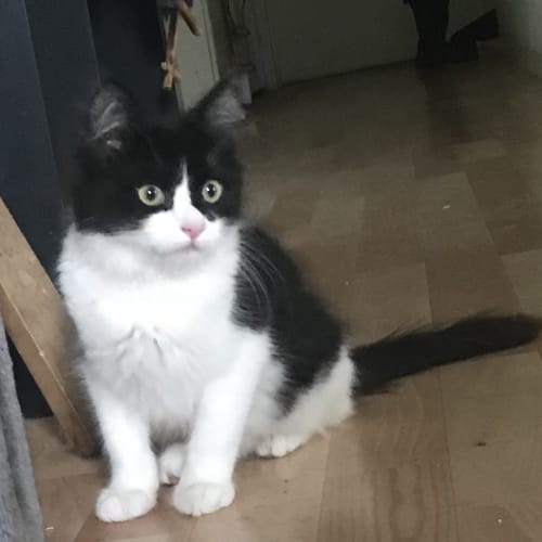 No photo for Zelda 