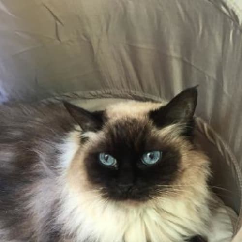 Pixie