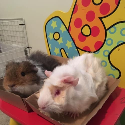 Rocket and Cricket (indoor home preferred)