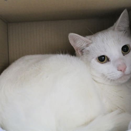 Bianco