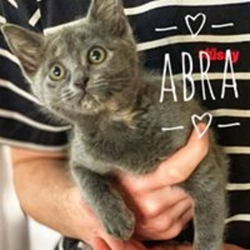 Abra