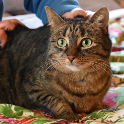 Tigga