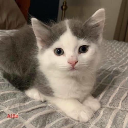 Alfie