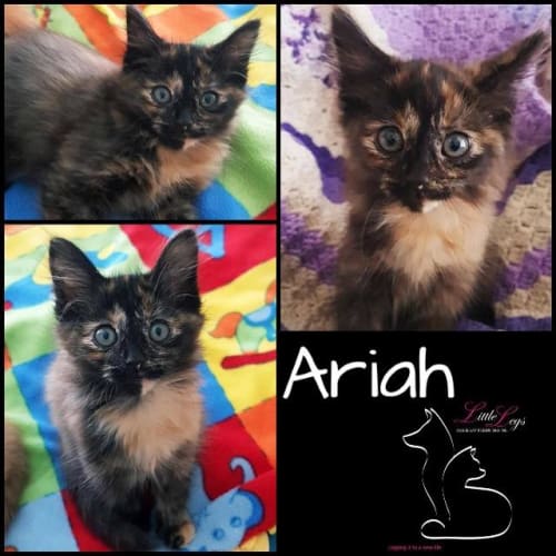 Ariah