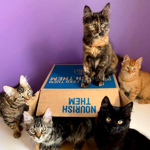 Rescue Kittens 