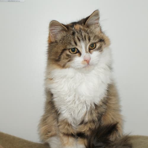 Hattie SUK004032