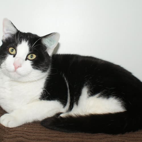 Zorro STA004007