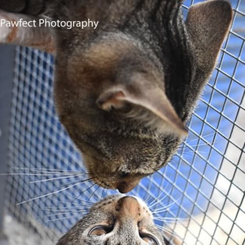 No photo for Whisper