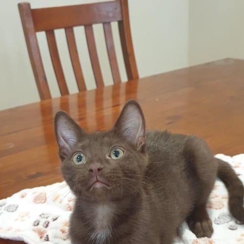 Ferrero 