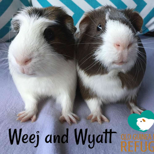 Weej and Wyatt