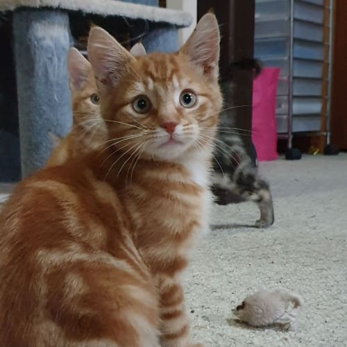Natsu