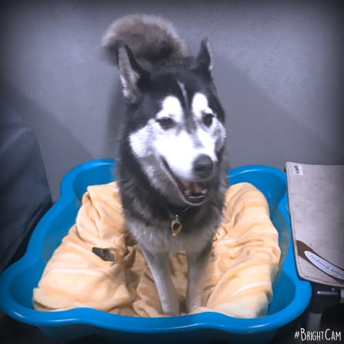 No photo for Riley ** A Loving Good Boy **