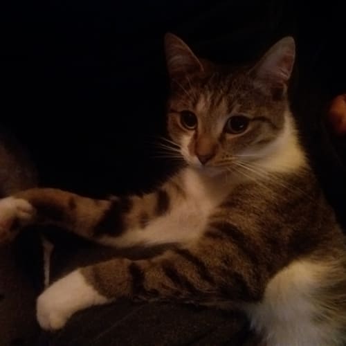 Bilbo