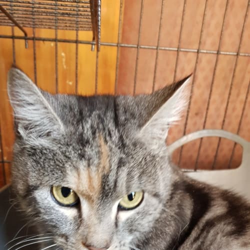 Sylvie