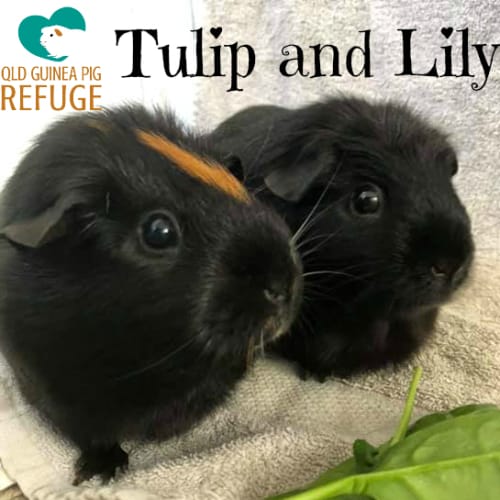 Tulip and Lily