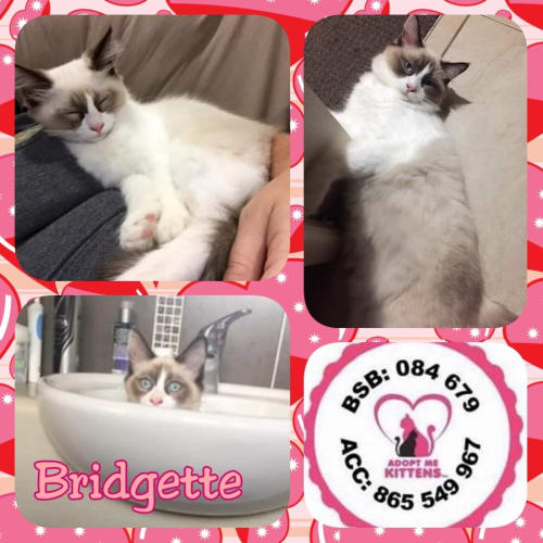 Bridgette