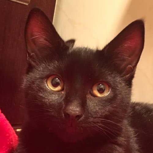 Archie