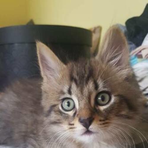 Sid
