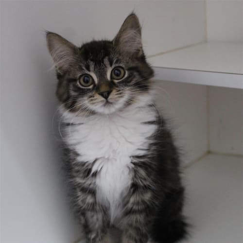 Artemis 