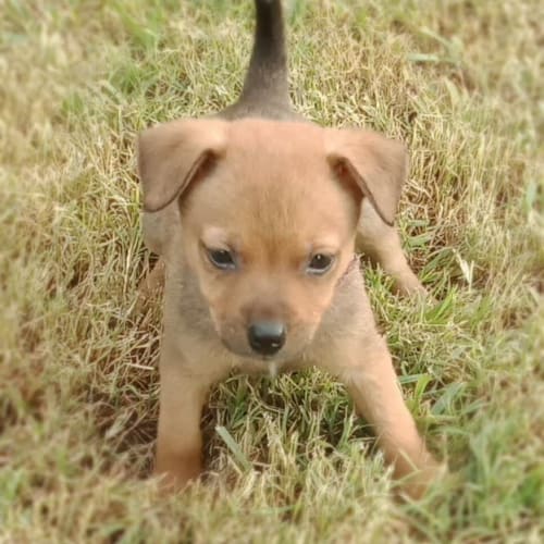 Beau