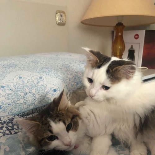 Ollie & Millie