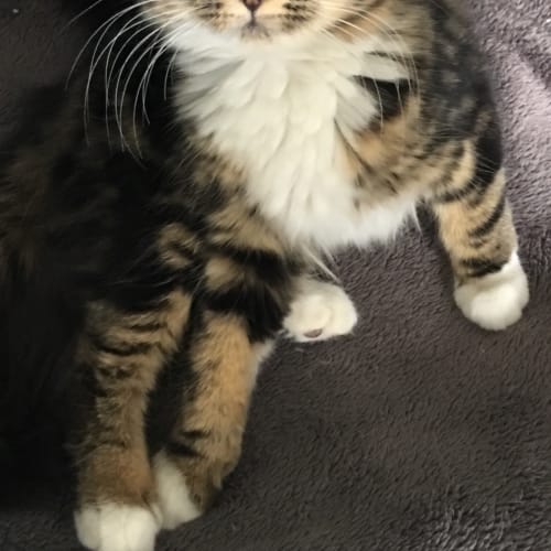Bella