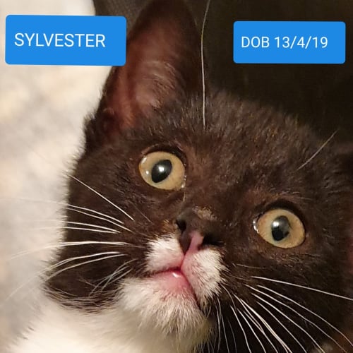 Sylvester