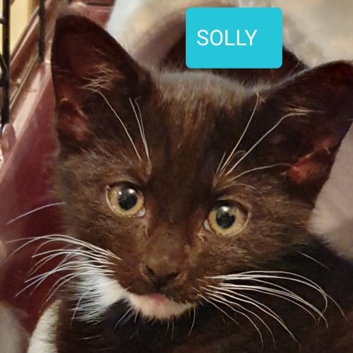 Solly