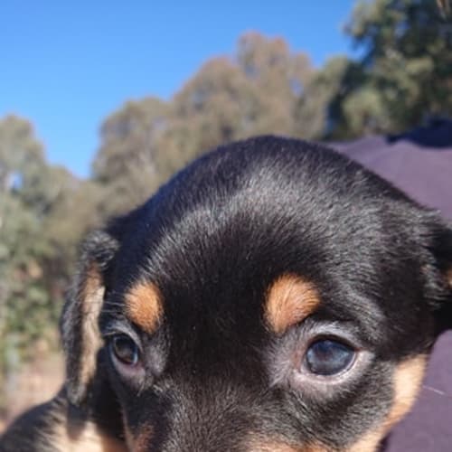 Inca