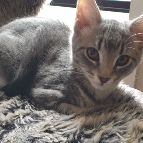 Lulu ^^Dandy Cat Rescue^^