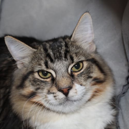 Simba