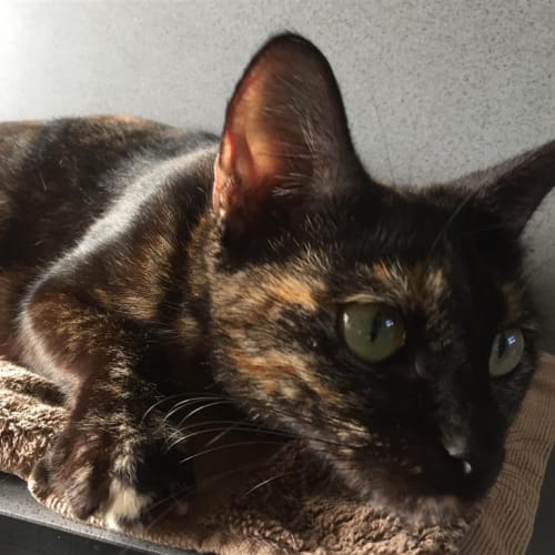 Delilah