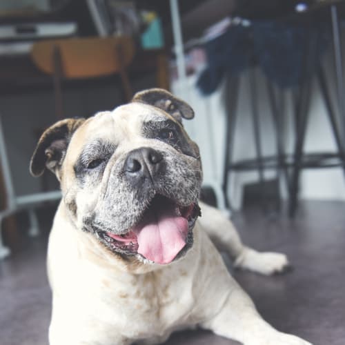 Pippy ~ Australian Bulldog x (on trial 9/8/19)