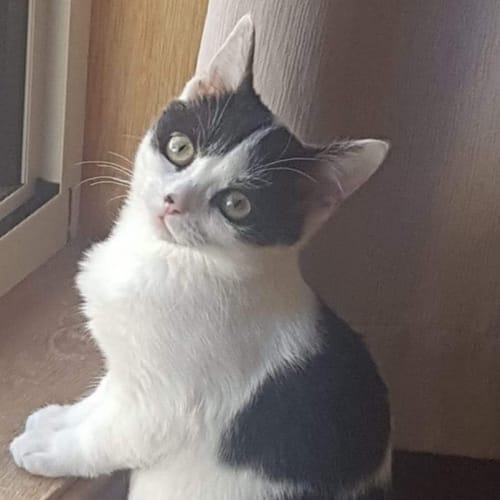Pepper