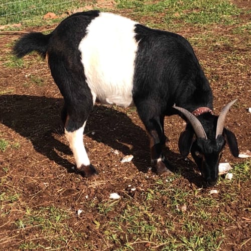 Bill the Goat